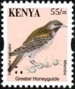 Greater Honeyguide (Indicator indicator)